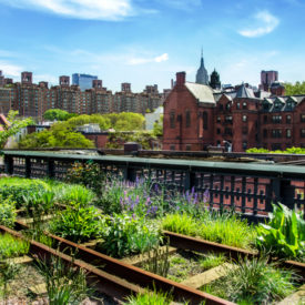 The High Line Park in New York City|Milan vertical forest||Microgreens