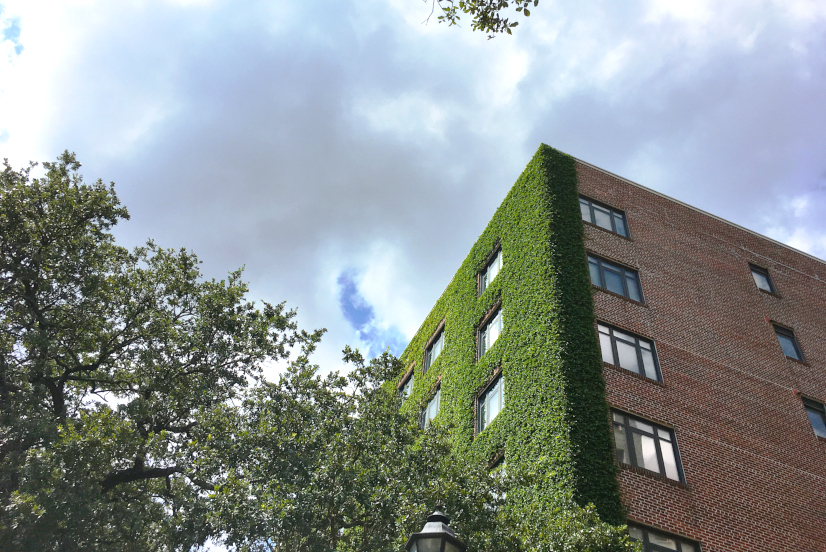 Ivy growing on a brick building's facade