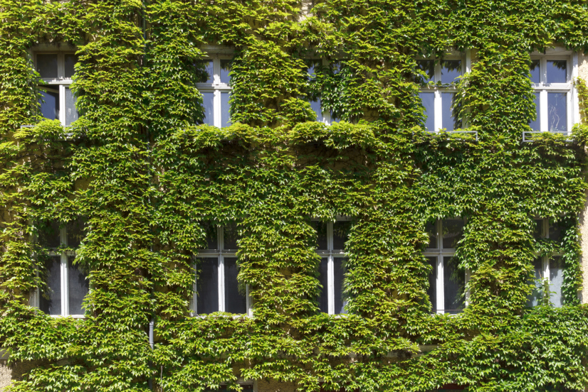 Prozori na zelenom zidu prekriveni bršljanom