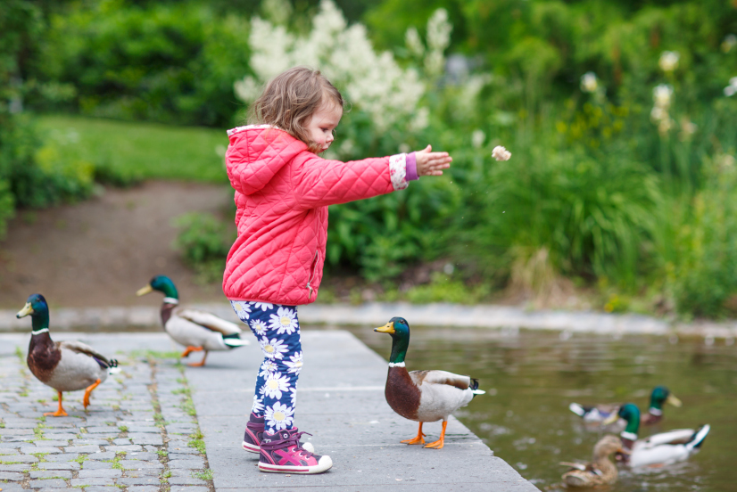 Mädchen füttert Enten im Stadtpark