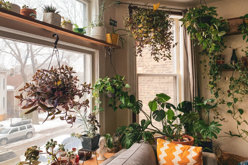 Biophilic interior design: a living room with windowsill covered in houseplants and hanging plants with vines coming down from the ceiling.