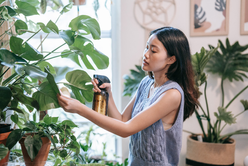 Femme asiatique vaporisant les feuilles d'une grande plante d'intérieur, derrière elle il y a beaucoup d'autres plantes dans une maison qui a un design intérieur biophilique.